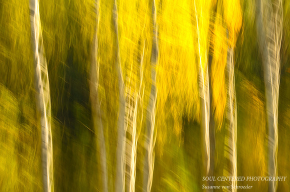 Black Hills, tree trunks, abstract