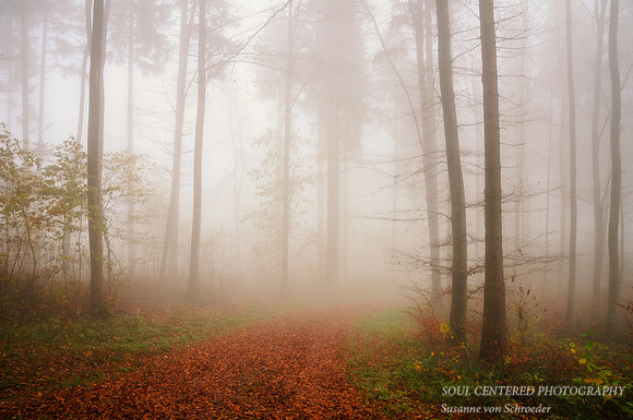 Fog in Forest, Germany 2