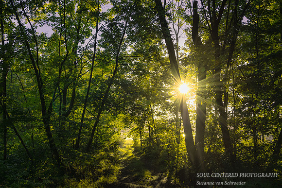 Sunburst in forest, Blue Hills 2