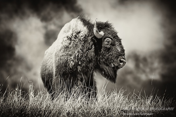 Bison 1 BW