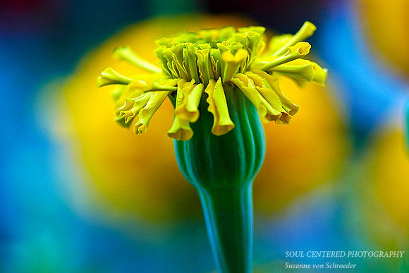 Marigold bud