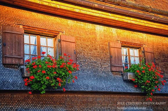 Two windows with flower boxes