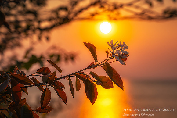 Juneberry at sunrise