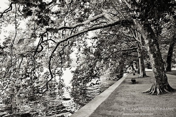 Trees bowing, Insel Mainau