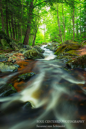 Summer Creek 2
